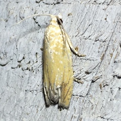 Eucosma floridana