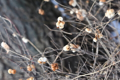 Symphoricarpos albus