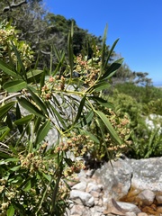 Platylophus trifoliatus