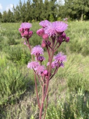Campuloclinium macrocephalum