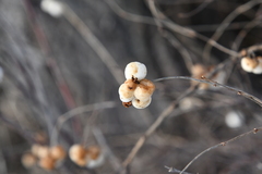 Symphoricarpos albus
