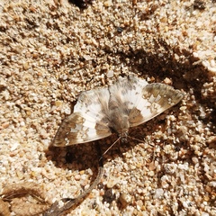Polyctor cleta