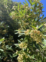 Platylophus trifoliatus