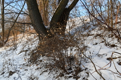 Symphoricarpos albus