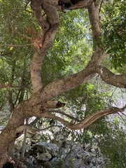 Platylophus trifoliatus