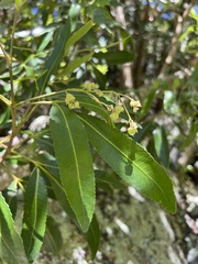 Platylophus trifoliatus