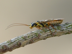 Acantholyda posticalis