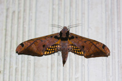 Adhemarius tigrina