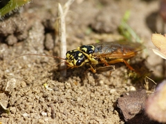 Acantholyda posticalis