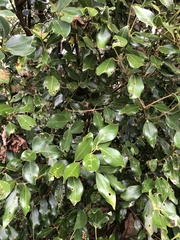 Cinnamomum reticulatum