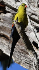 Polytelis anthopeplus