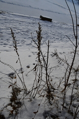 Solidago virgaurea