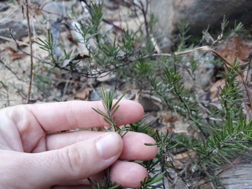 Cumberland Rosemary (Conradina verticillata)