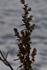 Solidago virgaurea