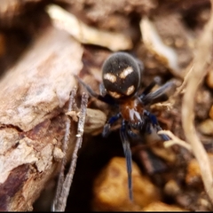 Titanoeca quadriguttata