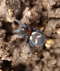 Titanoeca quadriguttata