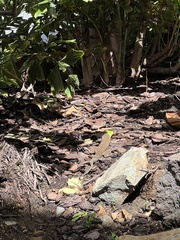 Pholidoscelis exsul