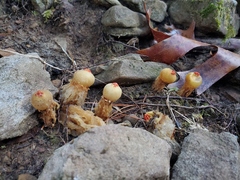 Calostoma