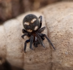 Titanoeca quadriguttata