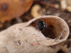 Titanoeca quadriguttata