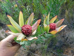 Leucadendron burchellii