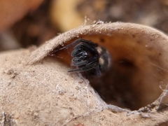 Titanoeca quadriguttata