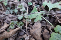 Veronica polita lilacina