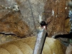 Hesperus baltimorensis