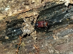 Hesperus baltimorensis