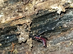 Hesperus baltimorensis