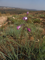 Eulophia hians hians