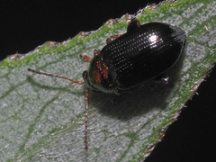Crepidodera aurata