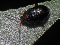 Crepidodera aurata