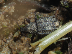 Otiorhynchus porcatus