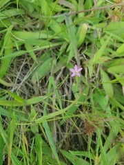 Centaurium pulchellum