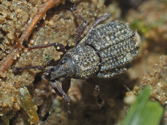 Otiorhynchus porcatus