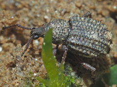 Otiorhynchus porcatus