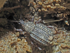Otiorhynchus porcatus
