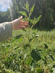 Cyclachaena xanthiifolia