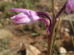 Eulophia hians hians