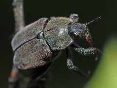 Hoplia