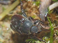 Hoplia