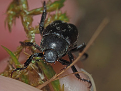 Hoplia