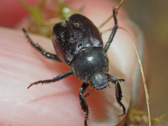 Hoplia