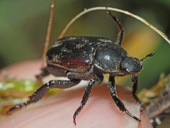 Hoplia