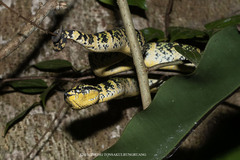 Tropidolaemus wagleri