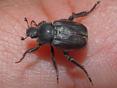 Hoplia