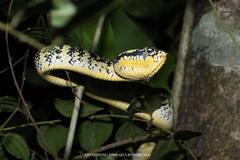 Tropidolaemus wagleri