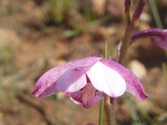 Eulophia hians hians