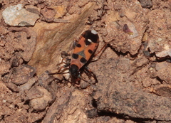 Horvathiolus guttatus